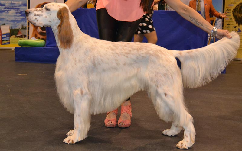 Hunde Foto