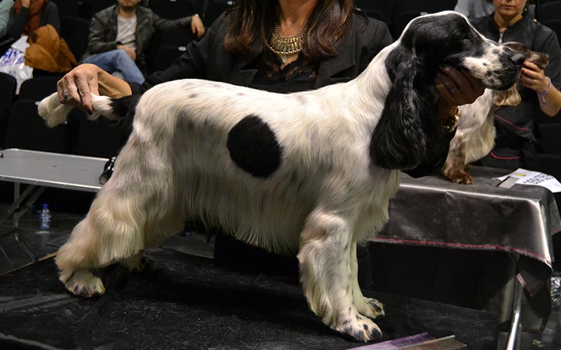 Hunde Foto