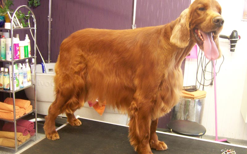 Hunde Foto