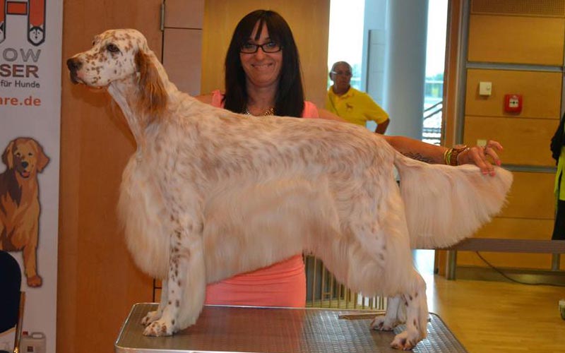 Hunde Foto