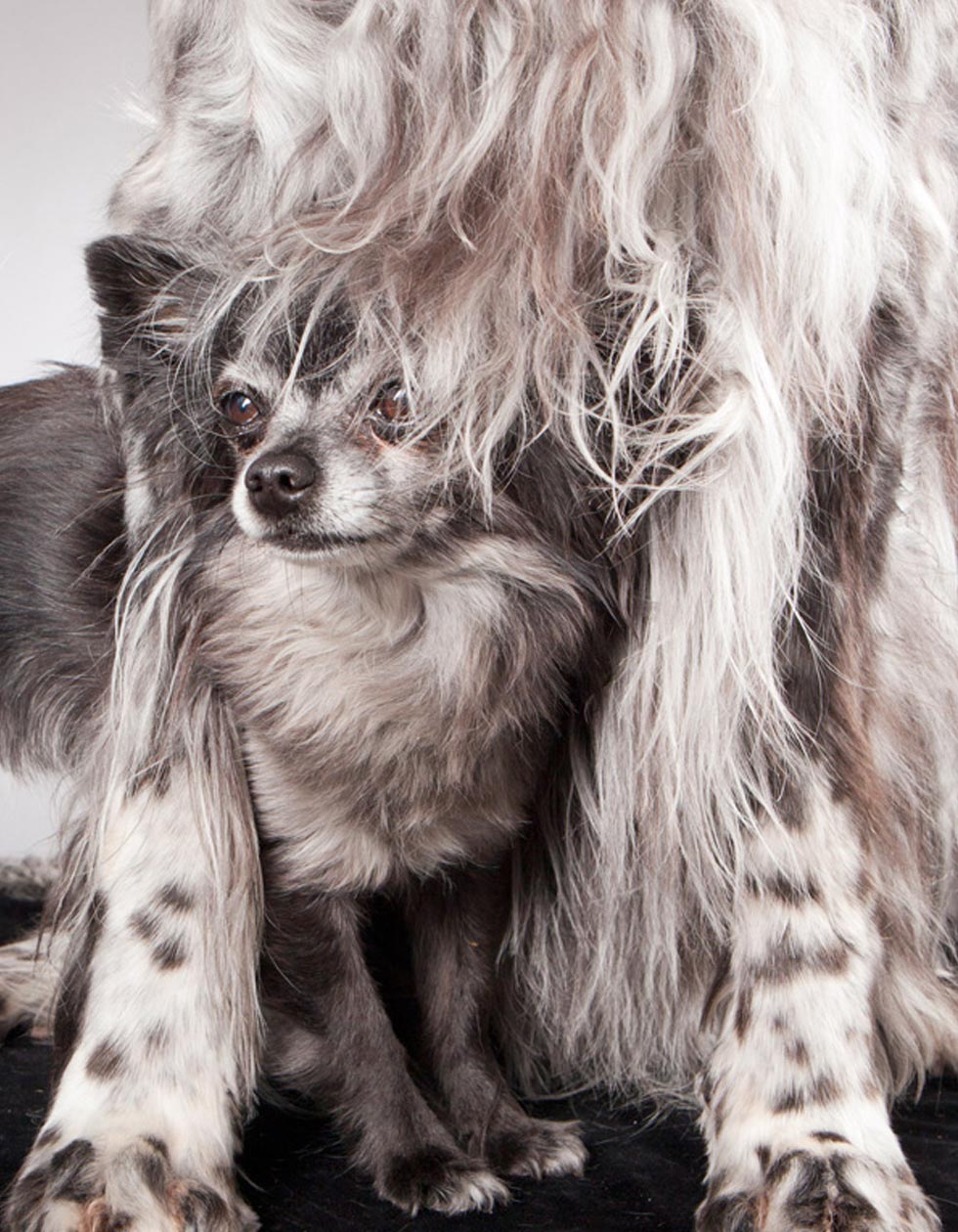 Hunde-Salon