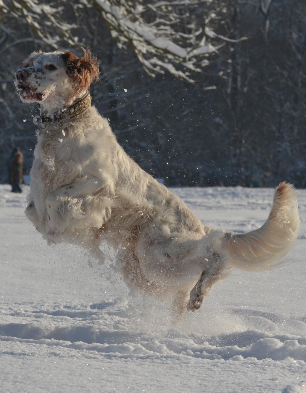 Hunde-Salon