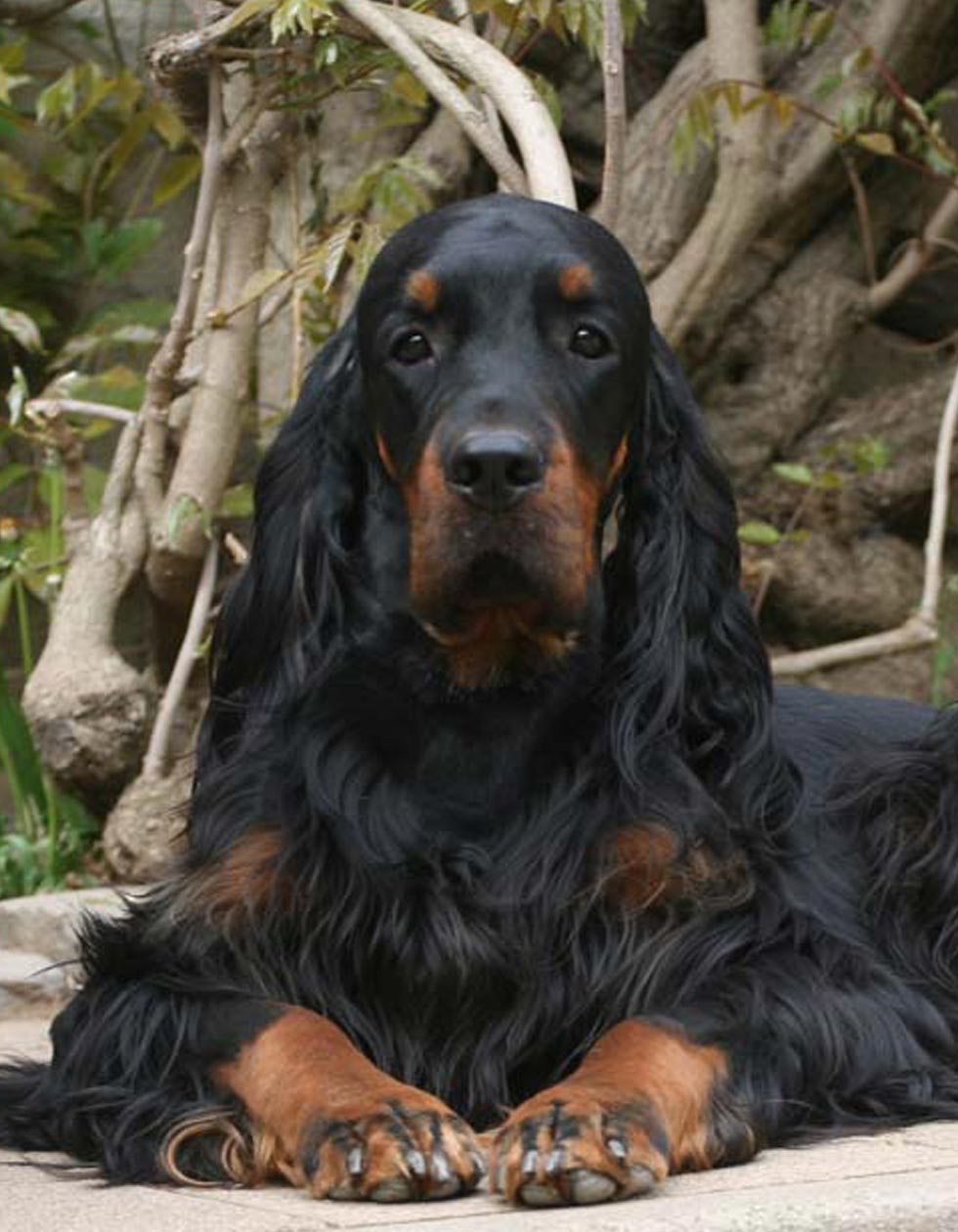 Hunde-Salon