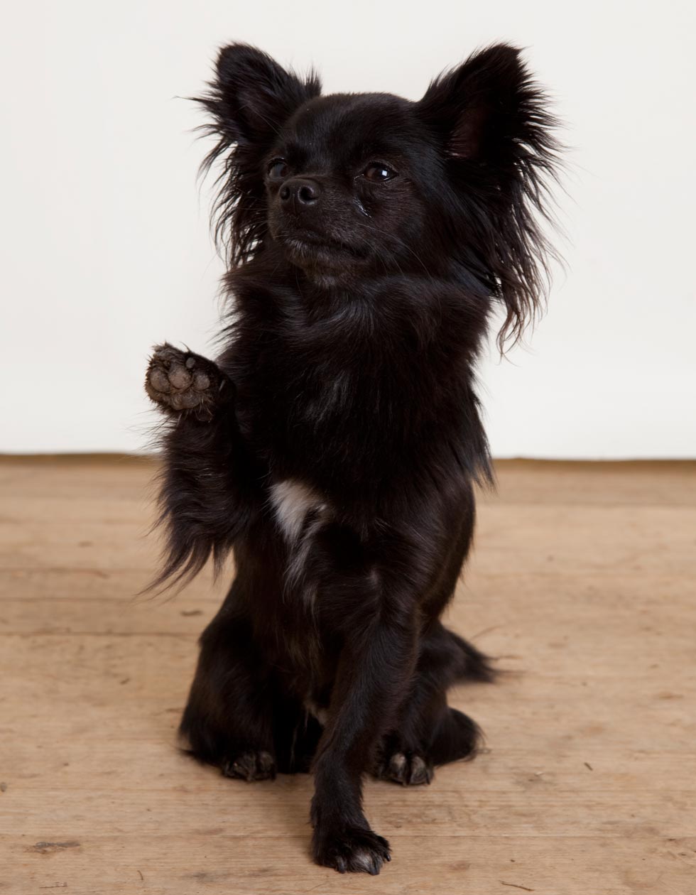 Hunde-Salon