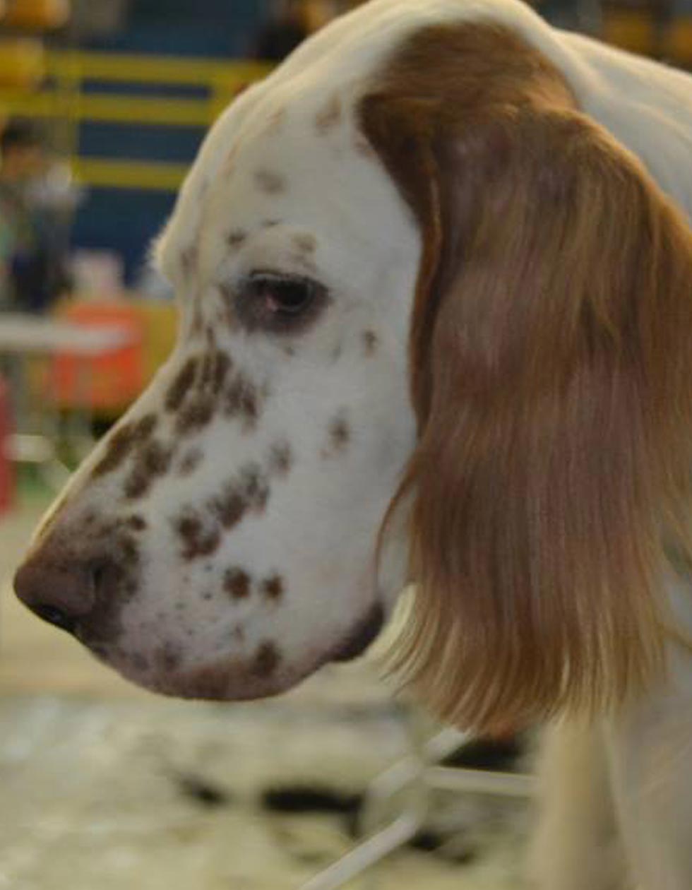 Hunde-Salon