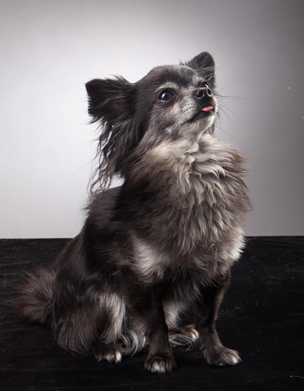 Hunde-Salon