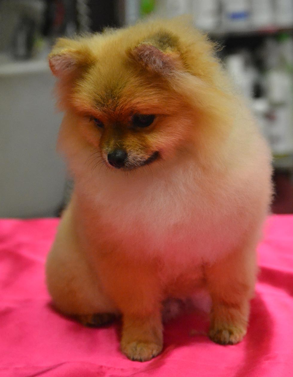 Hunde-Salon