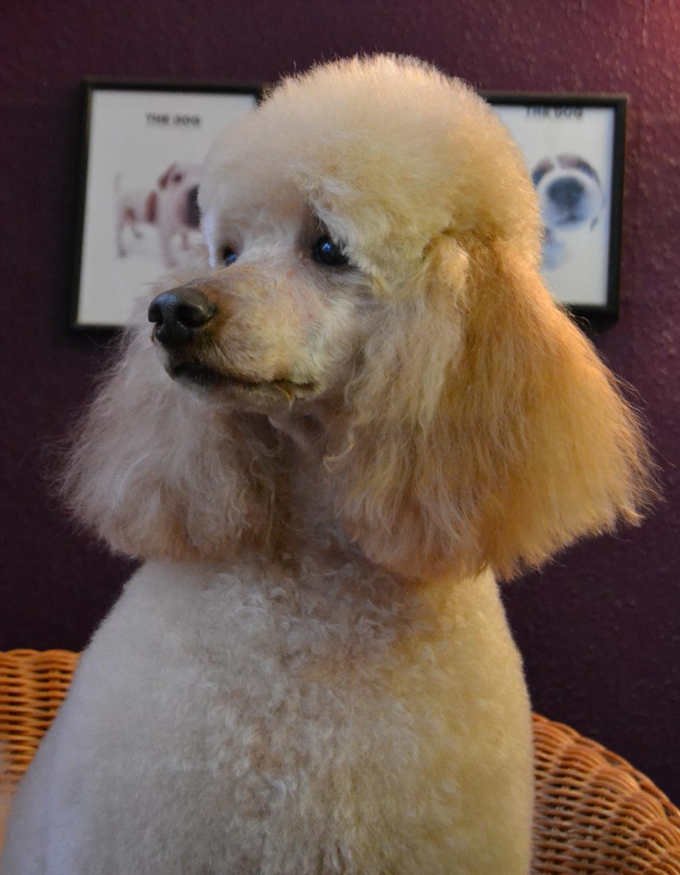 Hunde-Salon