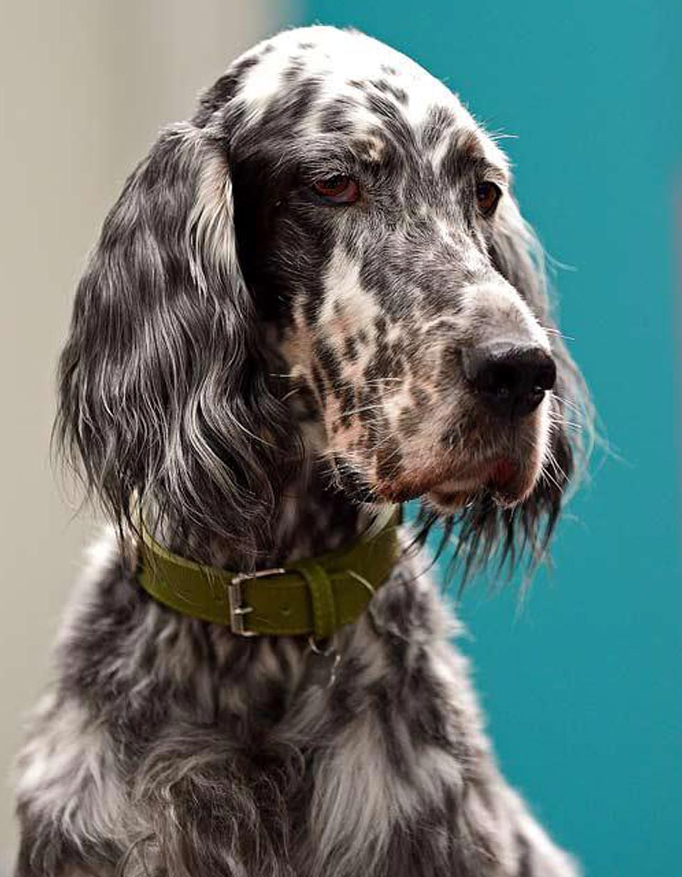 Hunde-Salon