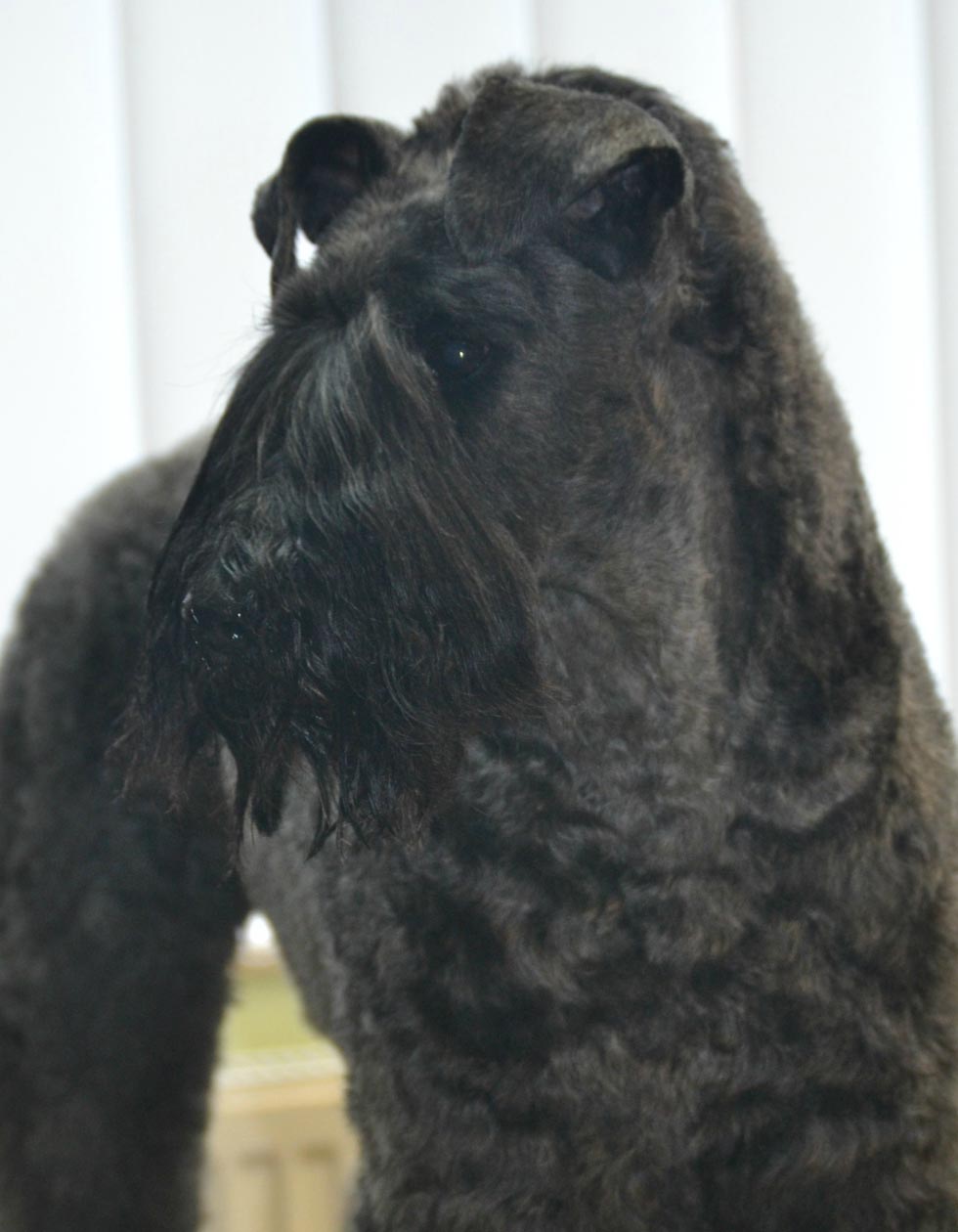 Hunde-Salon