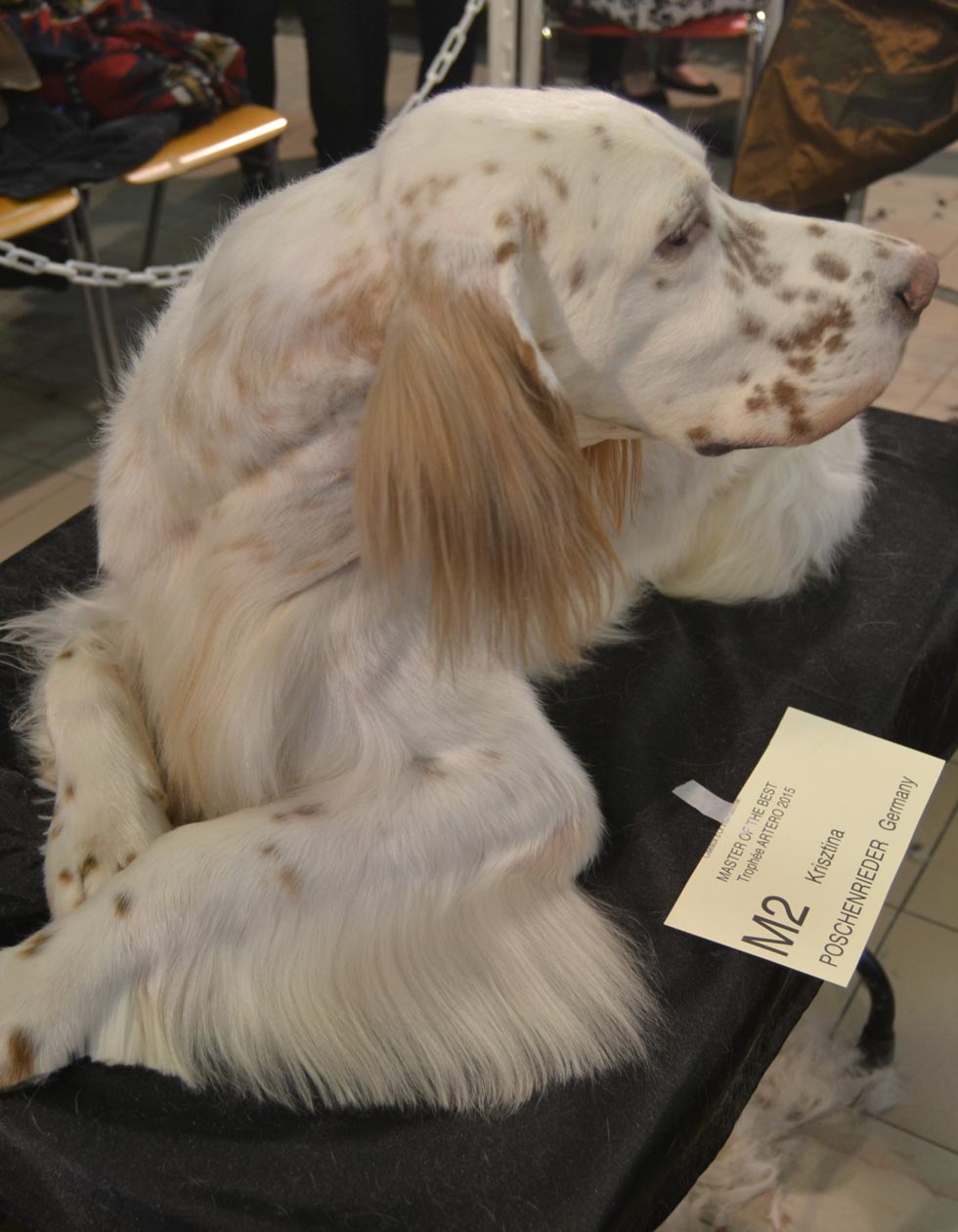 Hunde-Salon
